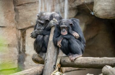two primates on log